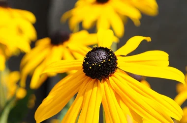 Rudbeckia